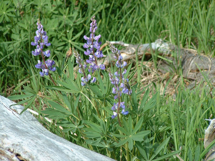 Native Wildlife at Hurricane Ridge, WA.